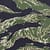 Vietnam Tiger Stripe